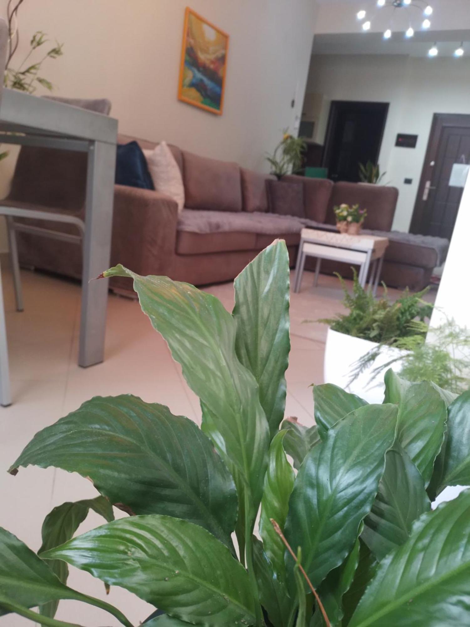 Bora Albania Me Vetsherbim 24 Prane Liqenit Apartment Tirana