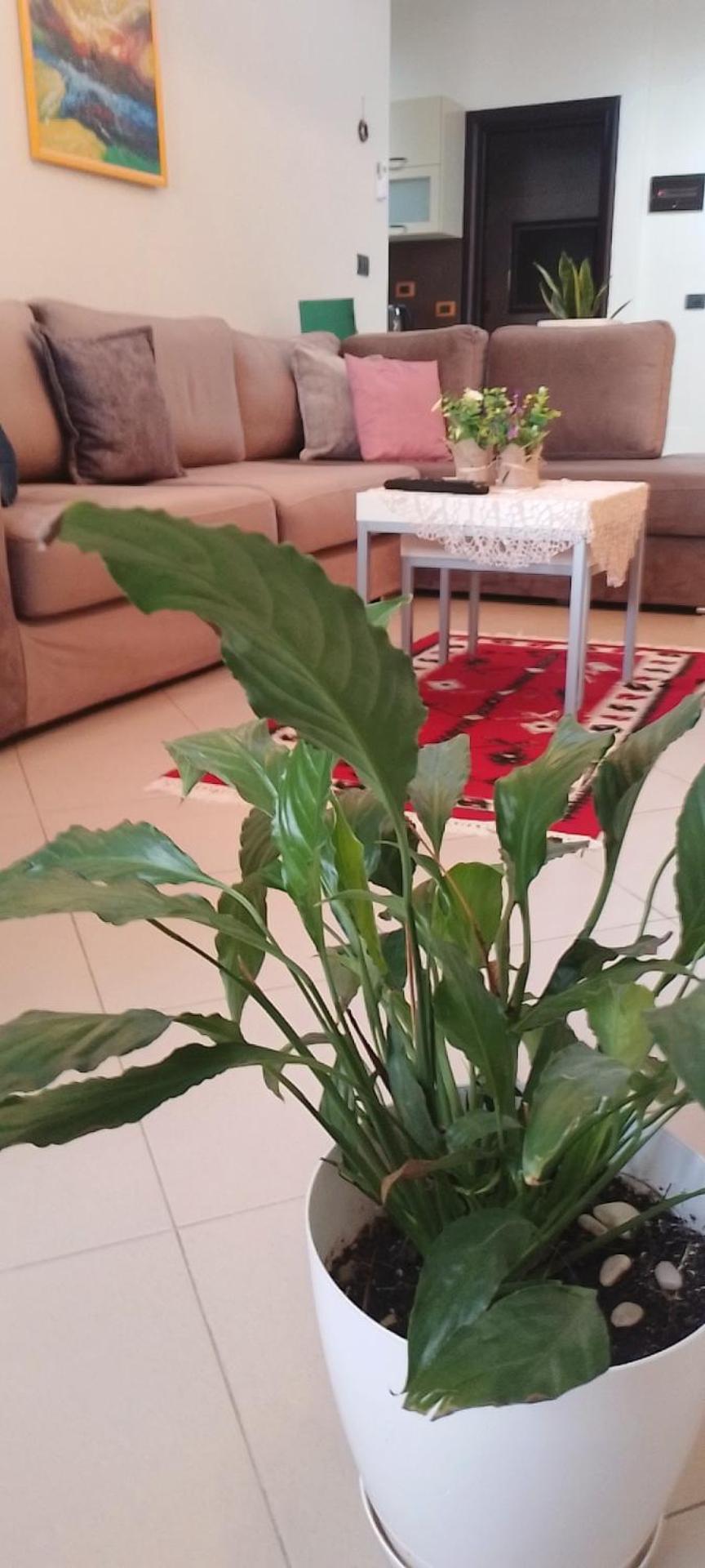 Bora Albania Me Vetsherbim 24 Prane Liqenit Tirana